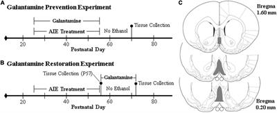 Loss of Basal Forebrain Cholinergic Neurons Following Adolescent Binge Ethanol Exposure: Recovery With the Cholinesterase Inhibitor Galantamine